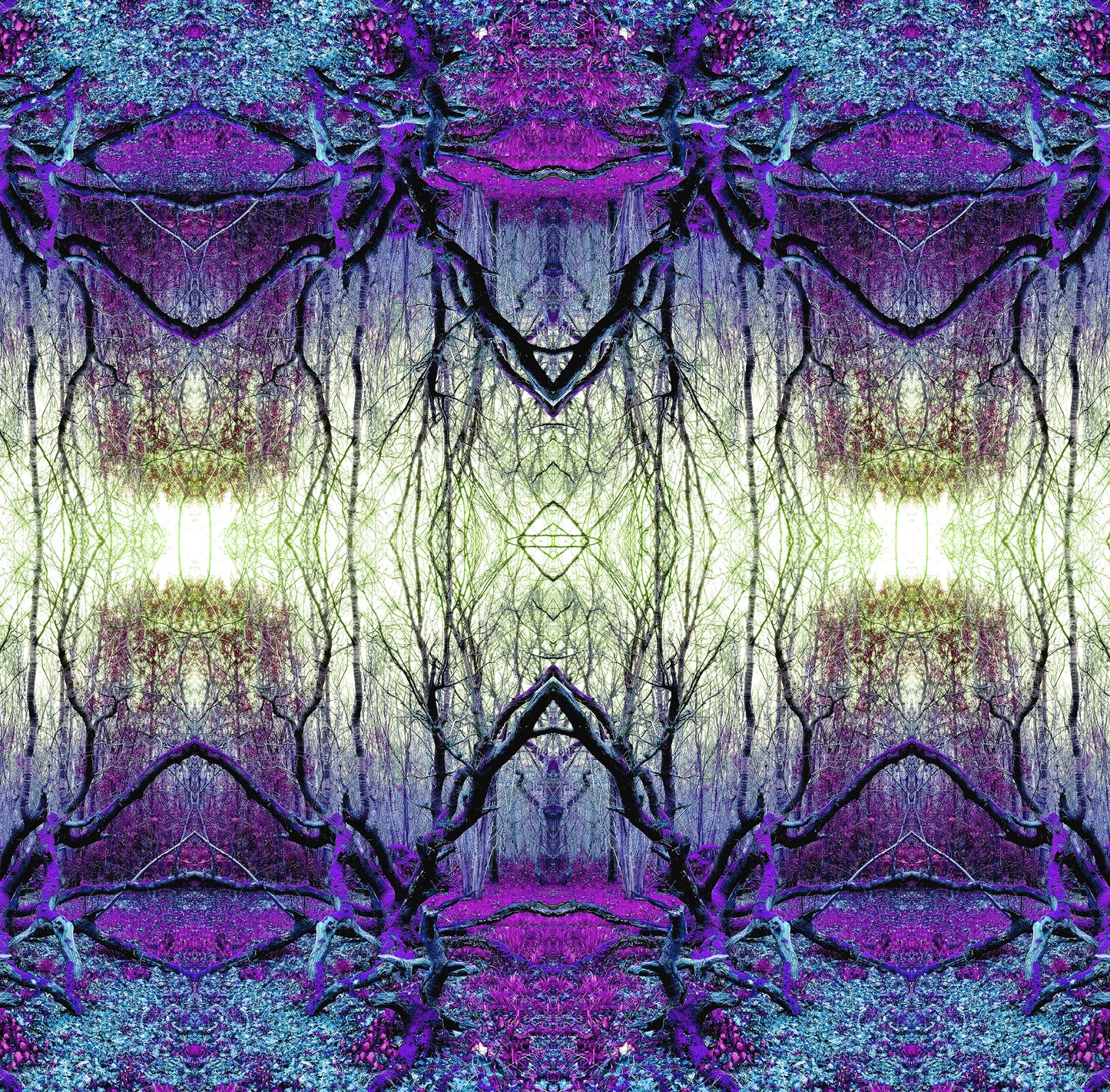 Enchanted Woods Morning and Evening (Treesee Clowes Wood) 2021