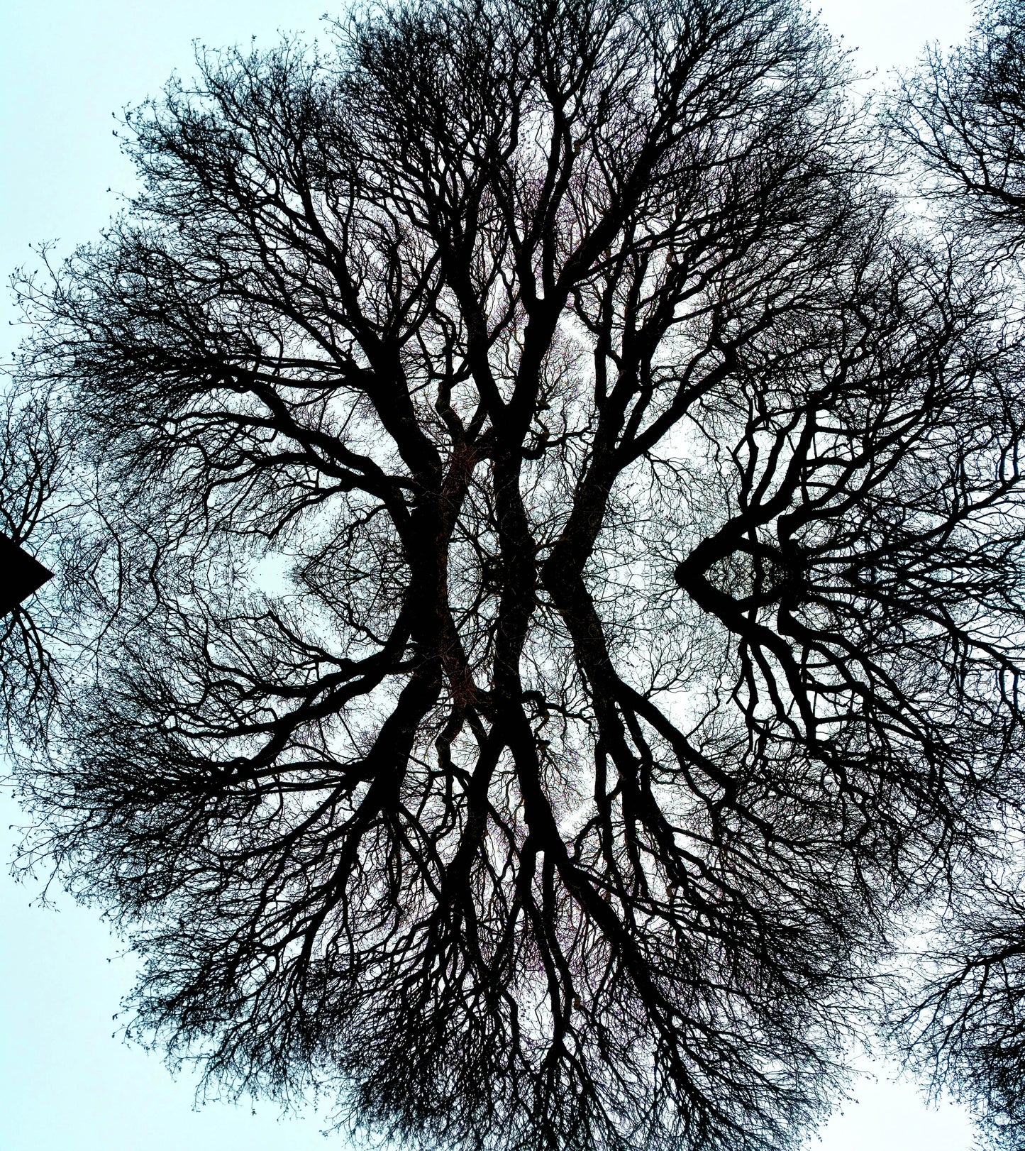 Qui est la plus belle ? (Treesee Clowes) 2021