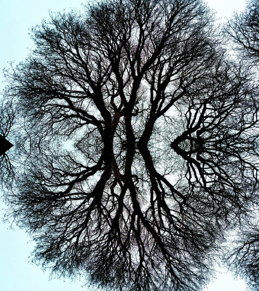 Chi è il più bello? (Treesee Clowes) 2021