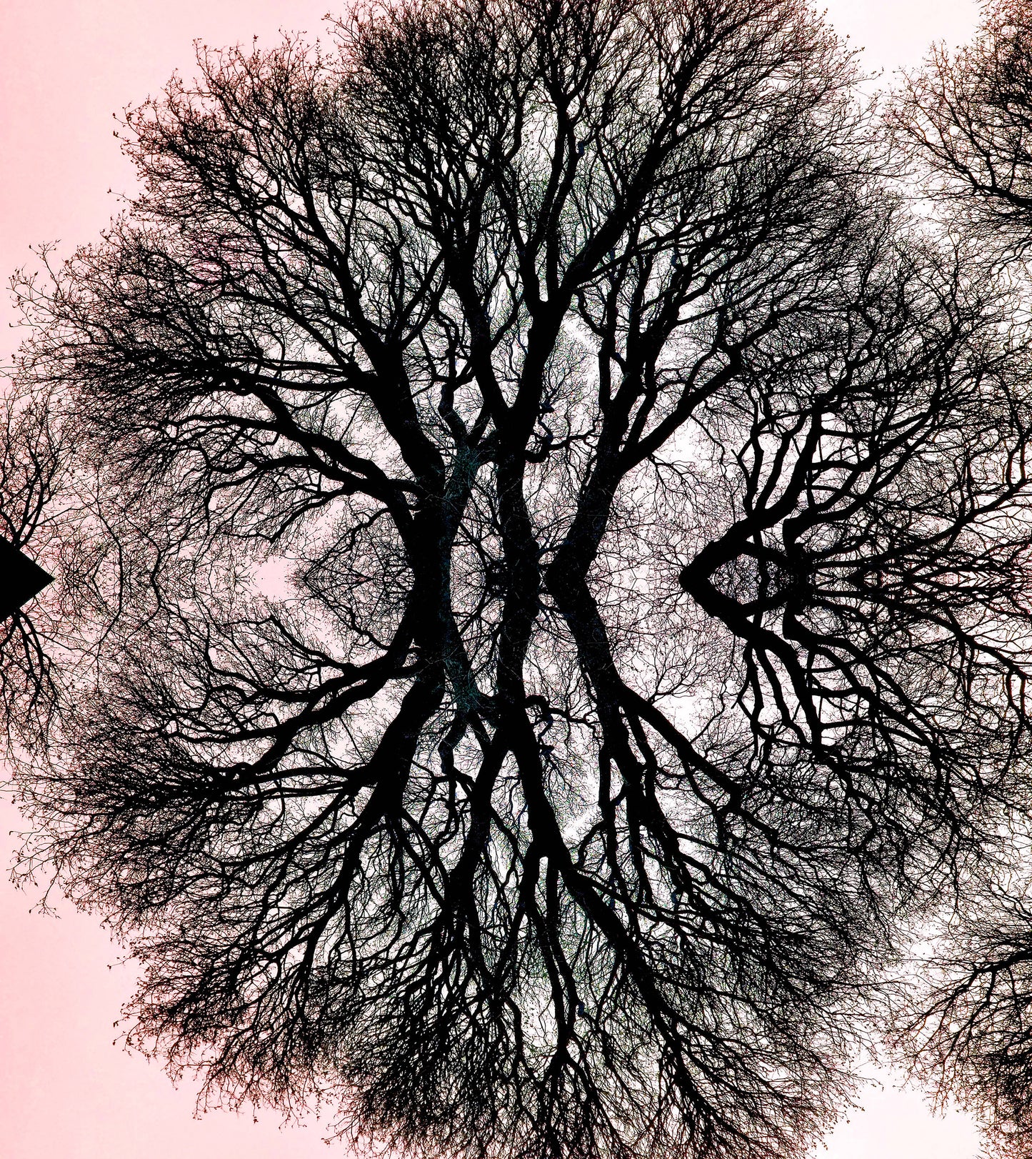 Qui est la plus belle ? (Treesee Clowes) 2021