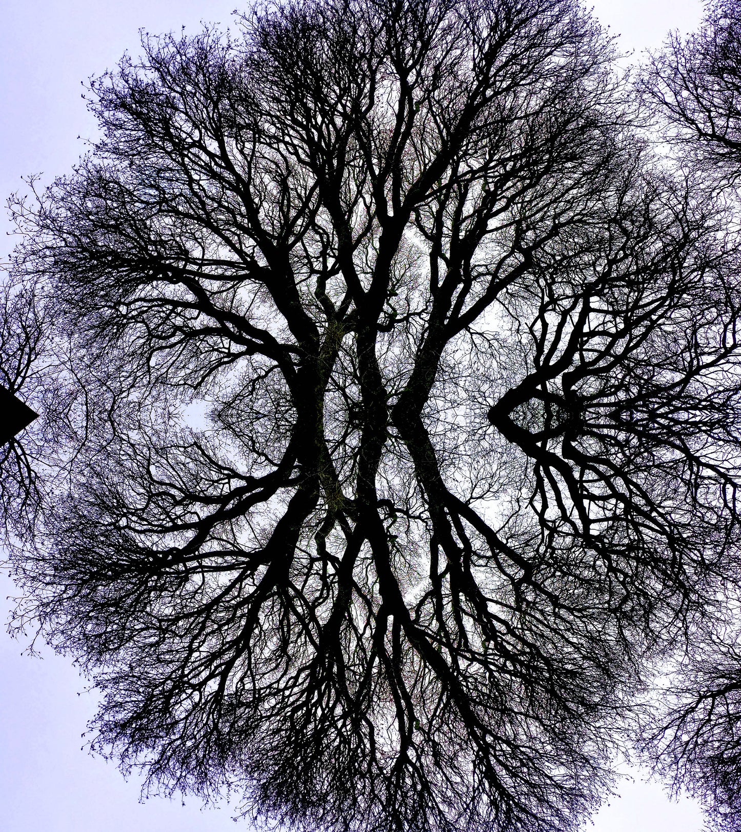 Qui est la plus belle ? (Treesee Clowes) 2021