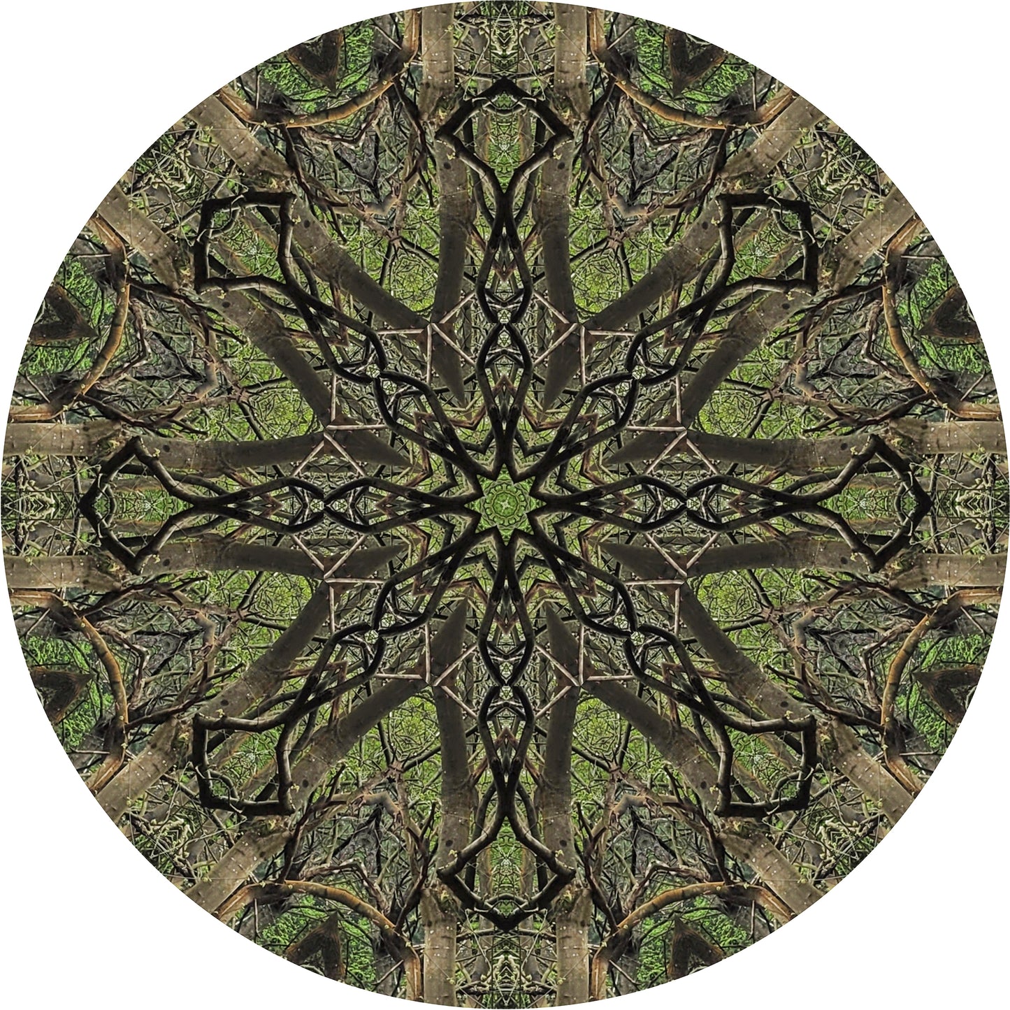 Riflesso di campanule (Treesee Kings Wood) 2023