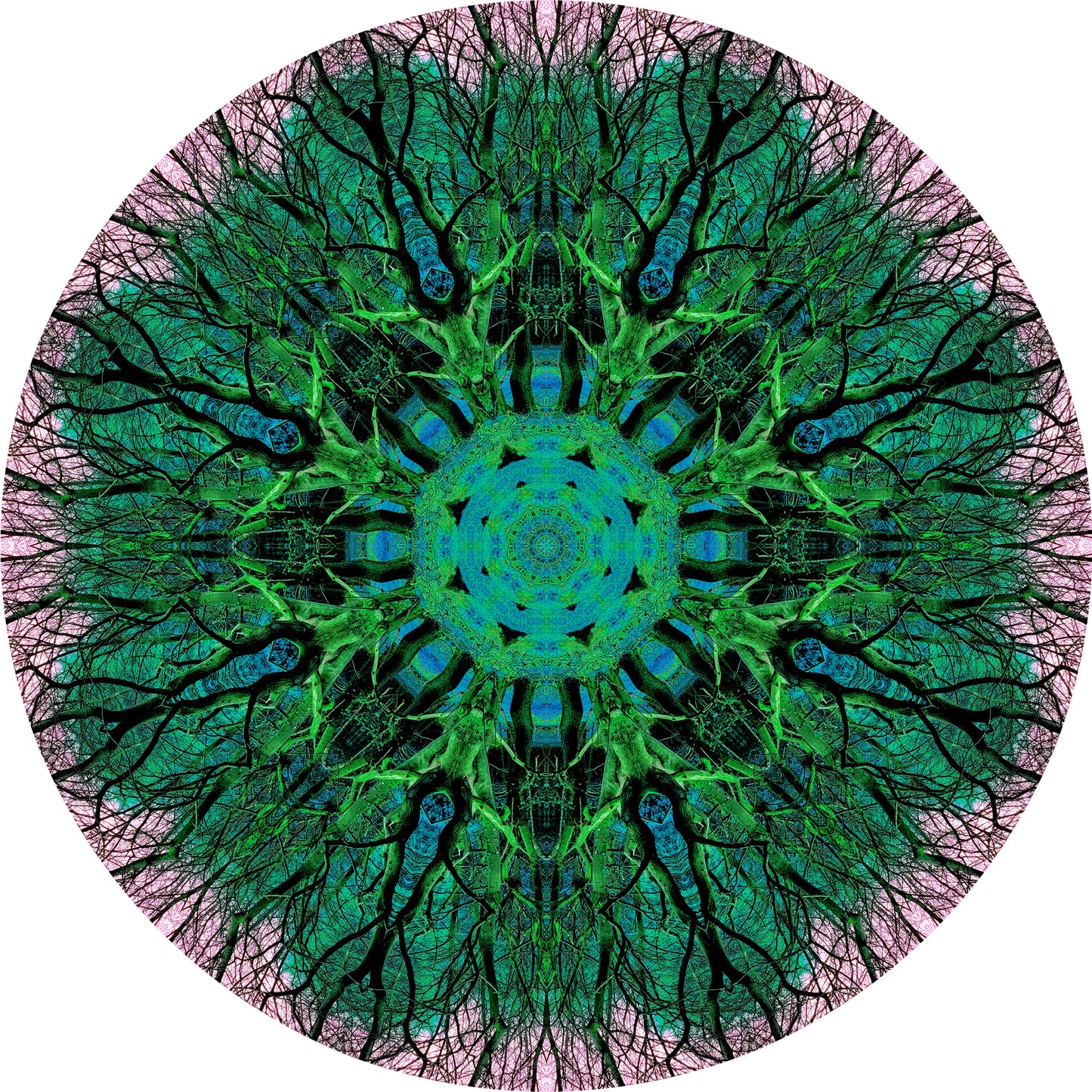 Floraison des arbres (Treesee Kings Wood) 2023