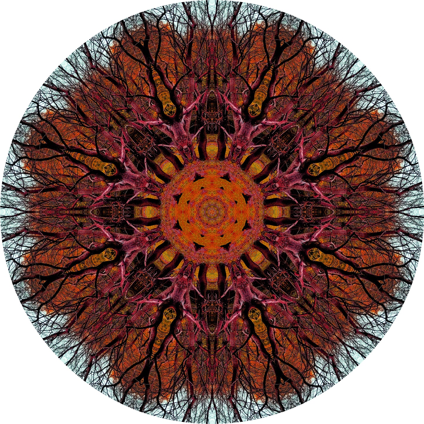 Floraison des arbres (Treesee Kings Wood) 2023