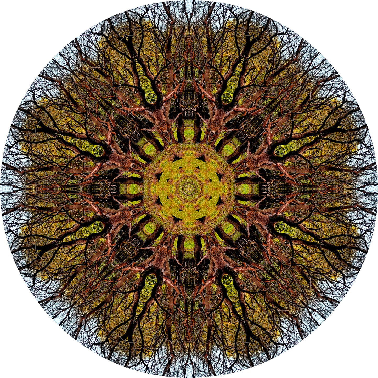Floraison des arbres (Treesee Kings Wood) 2023