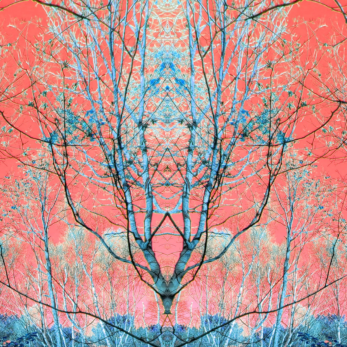 Bouquet de bouleaux (Treesee Clowes Wood) 2021