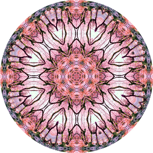 Vincere i deboli di cuore (Treesee - Clowes)