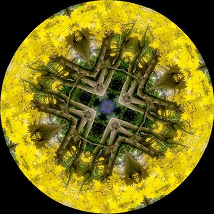 Yellow Keyhole (Treesee - Harrogate, Yorkshire, UK)